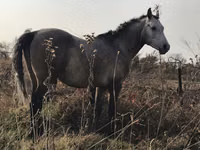 Hengst, Arabian horse — Foto 5