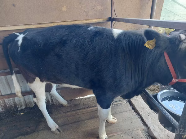 Cow, Russian Black pied cattle