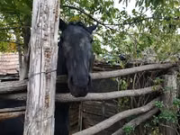 Stute, Nonius horse — Foto 3