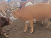 بقرة, Simmental cattle — الصورة 4