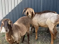 Qoʻy, Hissar sheep — 4-rasm