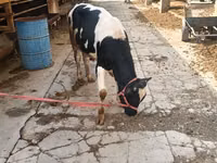 Buqa, Russian Black pied cattle — 4-rasm