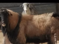 मेढ़ा, Edilbay sheep — फ़ोटो 2