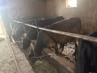 Букачар, Швиц породу — сүрөт 2
