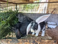 Клетка для кроликов. — Foto 2