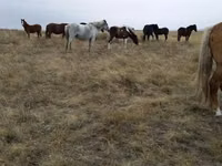 Stute, Horse breed — Foto 2