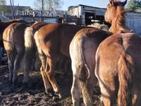 Caballos (lote, sexo no especificado), Caballos — foto 5