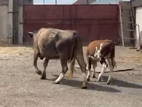 गाय, Latvian Blue cattle — फ़ोटो 2