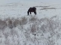 Stute, Kazakh horse — Foto 2