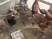 Chickens — الصورة 5