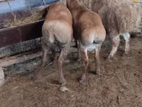 Schaf, West-Siberian mutton sheep — Foto 2