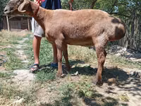 Schaf, Arashan sheep — Foto 2