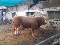 公牛, Simmental cattle — 照片 1