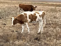 Сиыр, Simmental cattle — 1-сурет