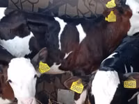 Bulle, Simmental cattle — Foto 1