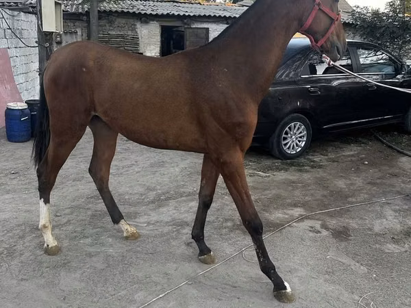 Hengst, Akhal-Teke