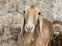 Schaf, Arashan sheep — Foto 2
