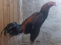 Chickens — foto 2