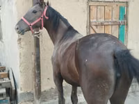 فرس, الخيول — الصورة 2