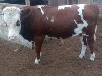 Bulle, Swiss cattle — Foto 2