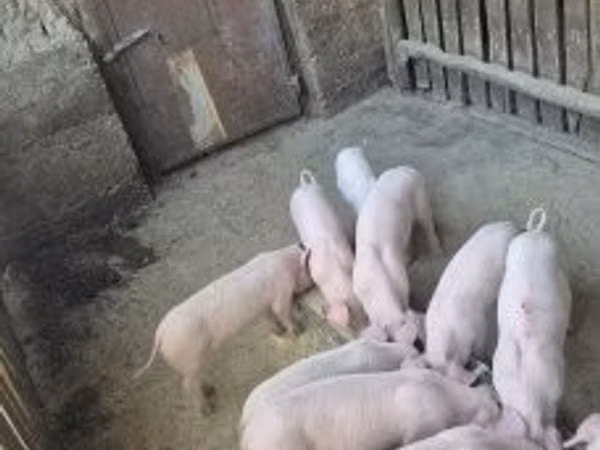 Schweine (Partie, Geschlecht nicht angegeben), 