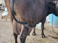 Kuh, Wilder Yak — Foto 3
