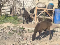 Carnero, Ovejas — foto 4