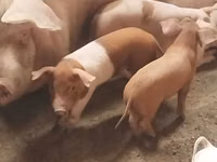 Schweine (Partie, Geschlecht nicht angegeben), Schweine — Foto 1