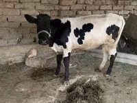أبقار (دفعة، الجنس غير محدد), Russian Black pied cattle — الصورة 5
