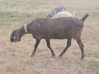 عنزة, Nubian Goat — الصورة 1