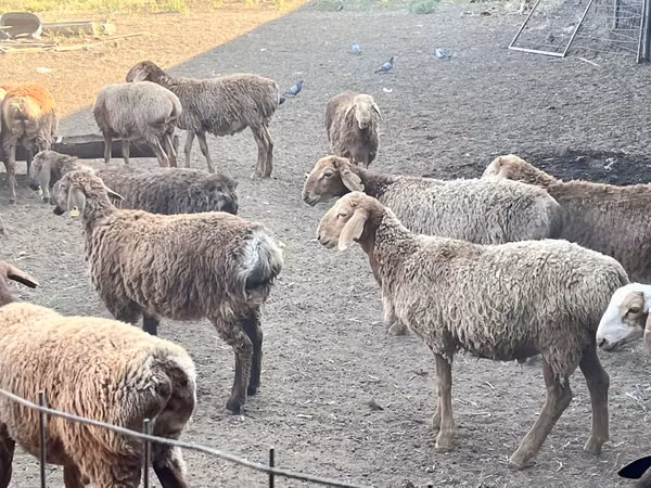 كبش, Arashan sheep — كازاخستان