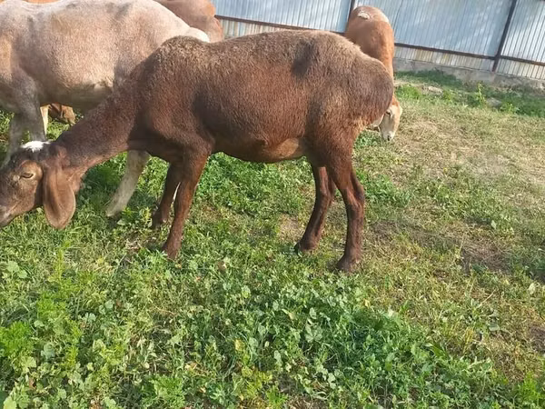 Schaf, Arashan sheep — Kirgisistan