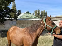 Yegua, Kazakh horse — foto 1
