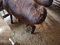 Widder, Hissar sheep — Foto 6
