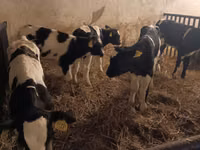 Bulle, Russian Black pied cattle — Foto 3