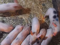 خنزير ذكر, الخنازير — الصورة 2