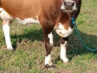 Vaca, Simmental cattle — foto 1