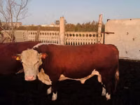 公牛, Swiss cattle — 照片 2