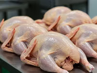 Chickens — 照片 3