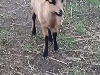 نعجة, Cameroon sheep — الصورة 1