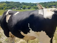 Bulle, Holstein-Rasse — Foto 2