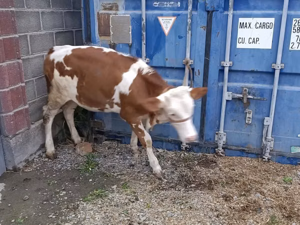 Bull, Simmental cattle