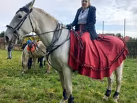 Stute, Lipizzaner — Foto 7