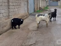 母山羊, Goats — 照片 1