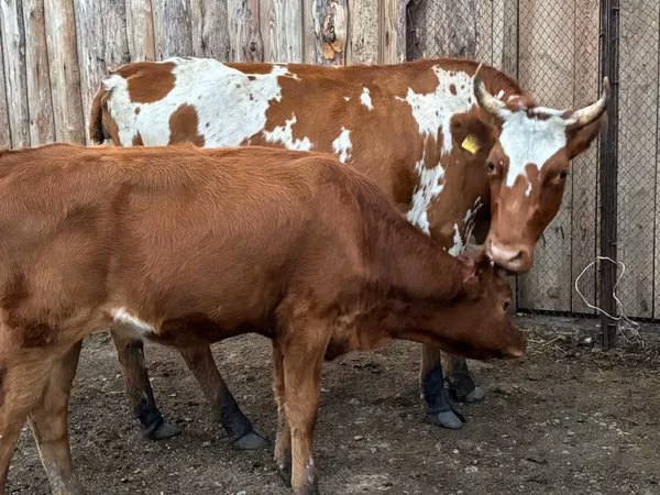 Kuh, Simmental cattle — Kasachstan