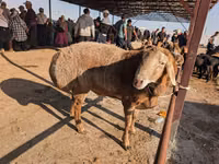 Ram, Sheep — photo 5