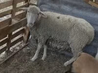 كبش, Merino sheep — الصورة 3