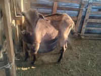 Ешкі, Alpine goat — 3-сурет