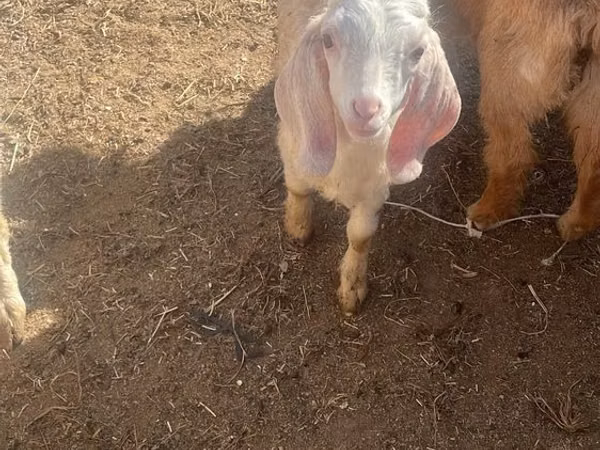 عنزة, Nubian Goat