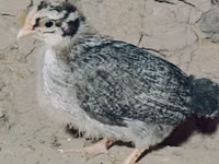 Chickens — 照片 2